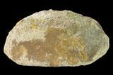Fossil Hadrosaur Phalange - Alberta (Disposition #-) #143312-1